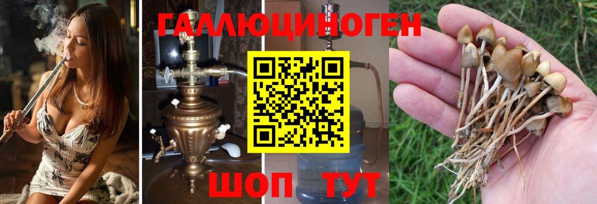 Курчалой  Псилоцибиновые грибы Cubensis  Галлюциногенные грибы прущие грибы  Вход с VPN 